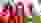 Podest Gewehr 300m liegend Frauen EC Croatia Podest Gewehr 300m liegend Frauen EC Croatia